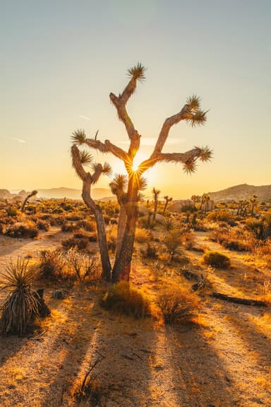 Joshua Tree National Park