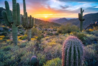 Saguaro National Park