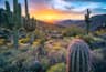 Saguaro National Park