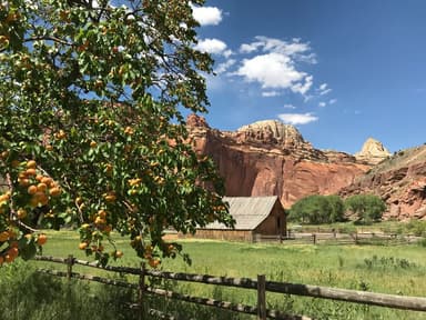 An apricot tree in the foreground and old barn in the background at Fruita Historic District