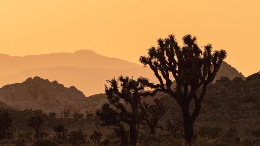 Joshua tree against mountains and a sky with hues of orange after the sun setting