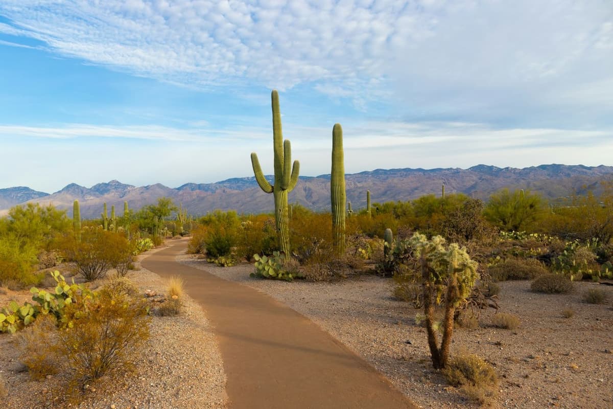 Featured Image - One Hour in Saguaro National Park