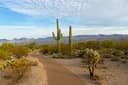 Featured Image - One Hour in Saguaro National Park