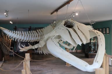 A 26-foot juvenile humpback whale skeleton hangs from the ceiling at the Oceanarium