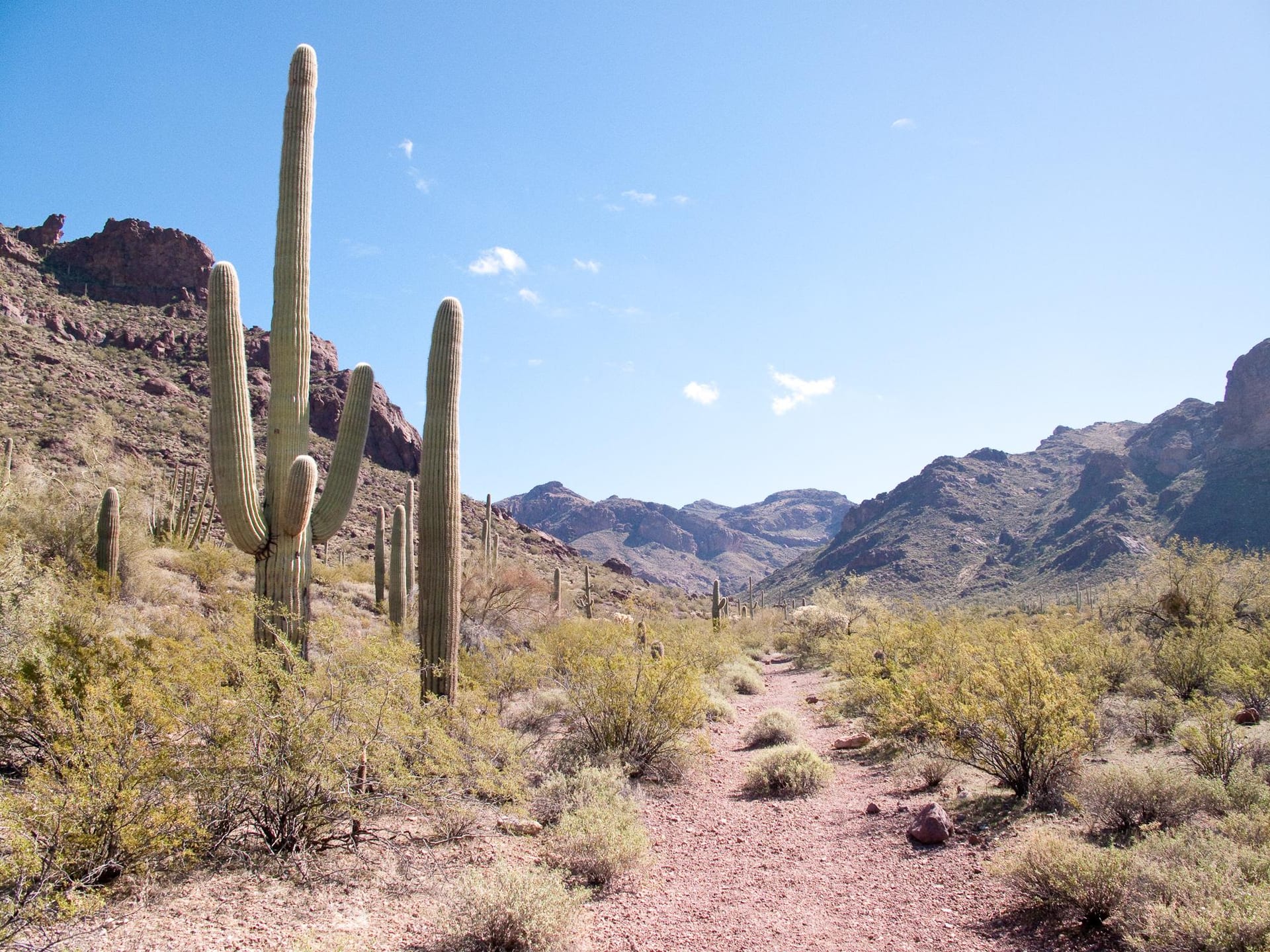 Organ Pipe Cactus
