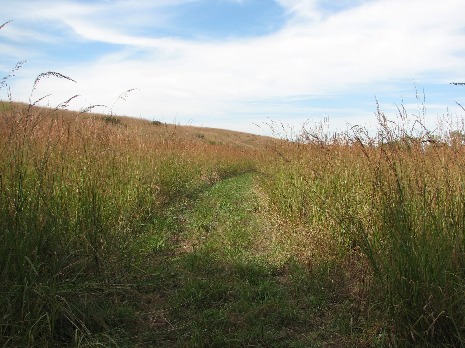 Tallgrass Prairie