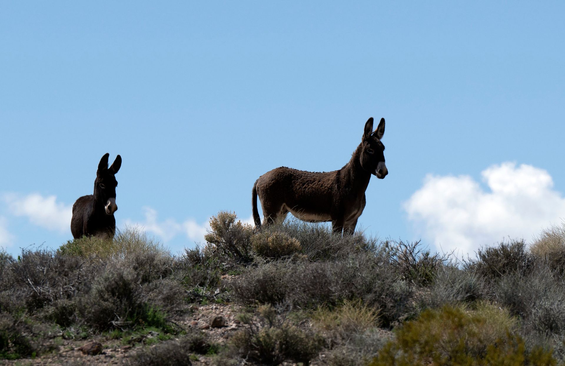 Beatty, Nevada: Gateway to Death Valley National Park