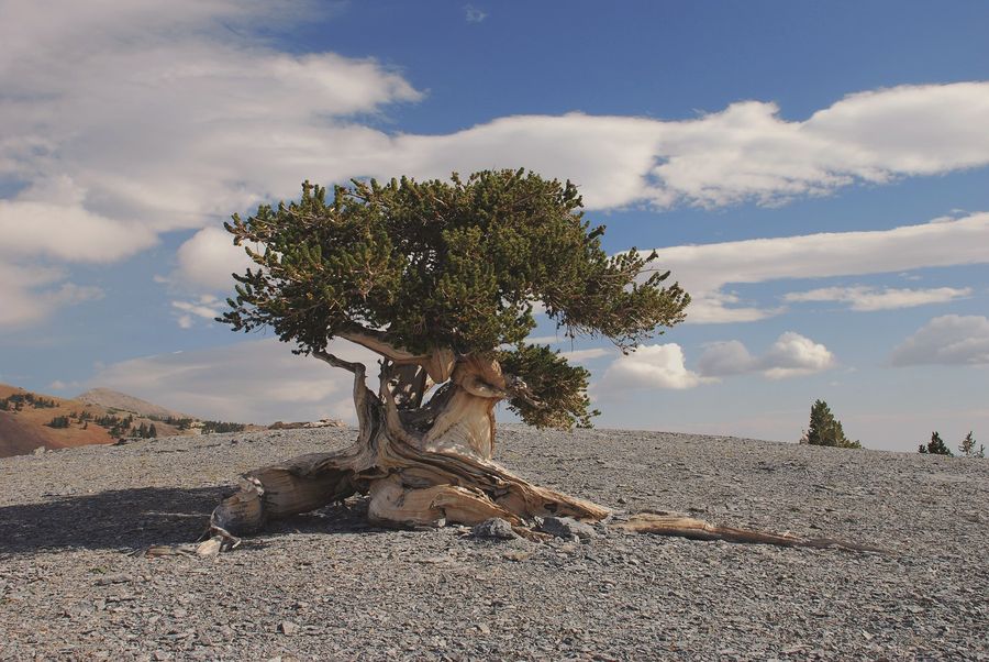 Bristlecone Pine Grove