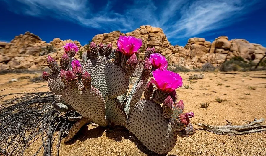 Chase the wildflowers (post-rain)