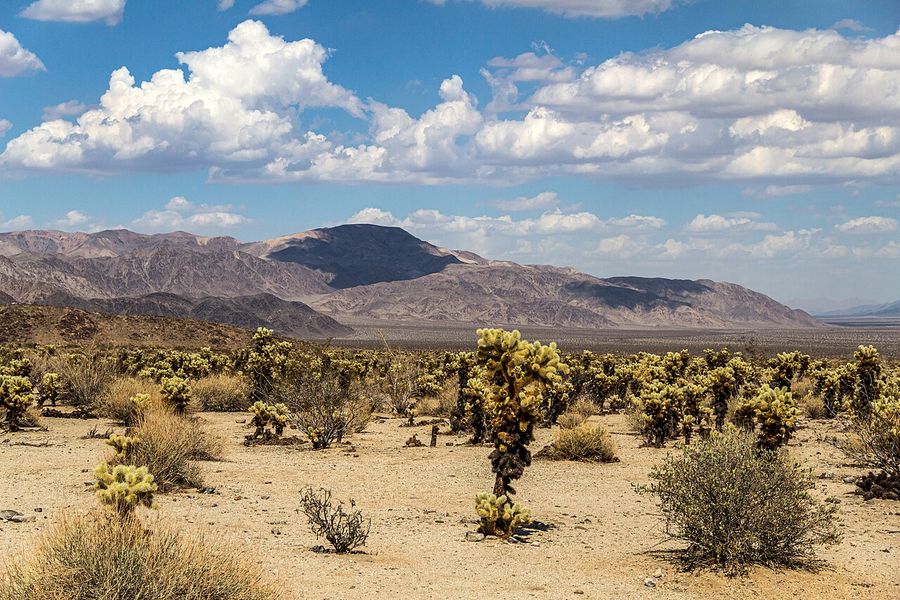 Cholla Cactus Garden