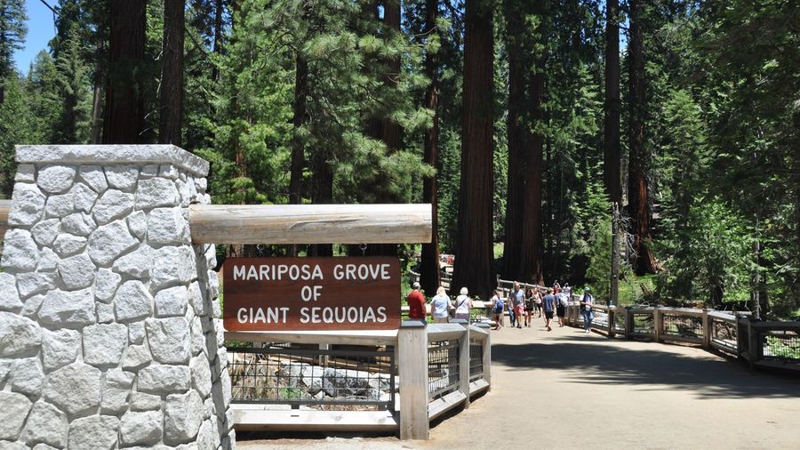 Mariposa Grove shuttle